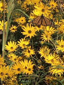 A Monarch butterfly on a blooming blackeyed Susan