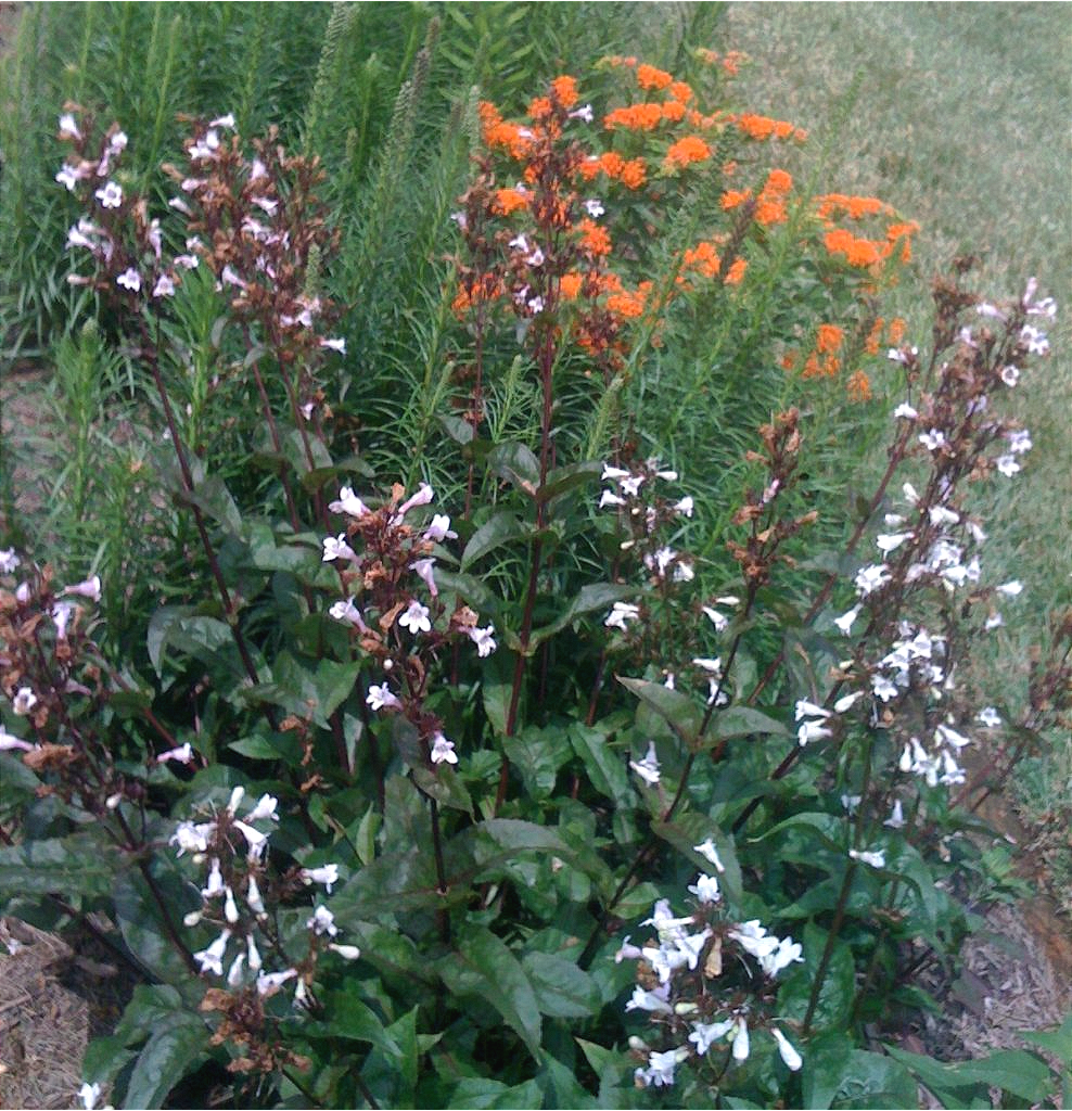 A planting of complementary native flowers