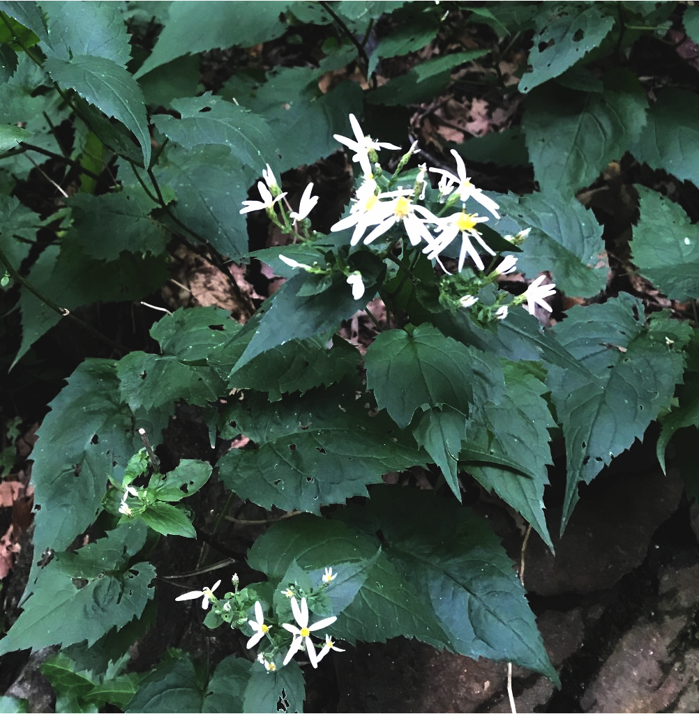 white flowered native off the path