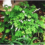 A green dicentra plant in bloom